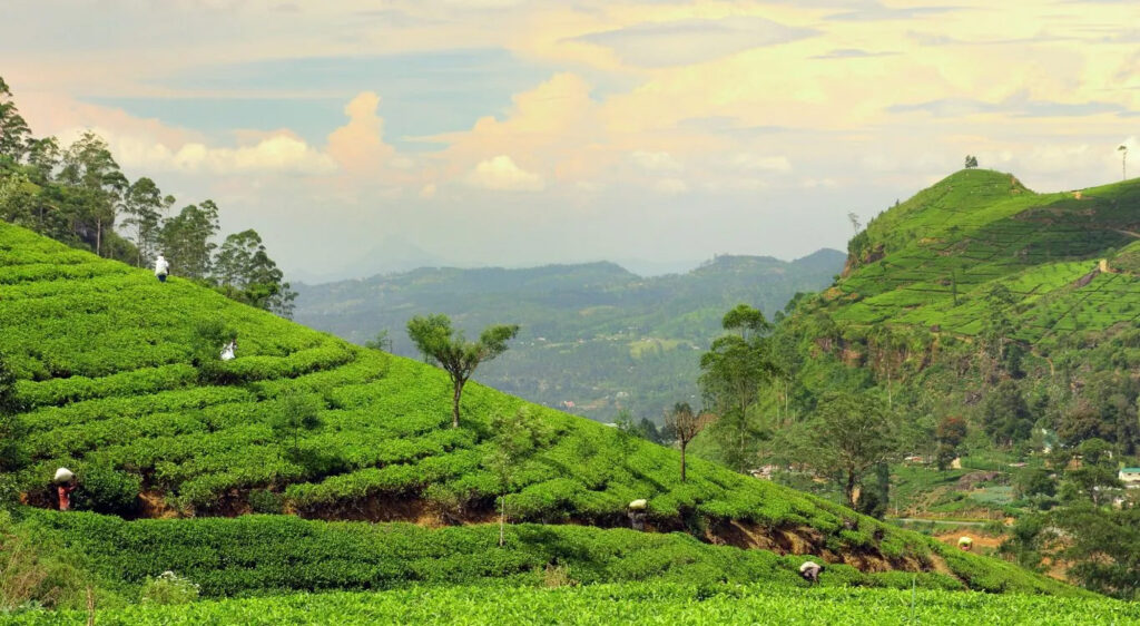 Image of a tea plantation